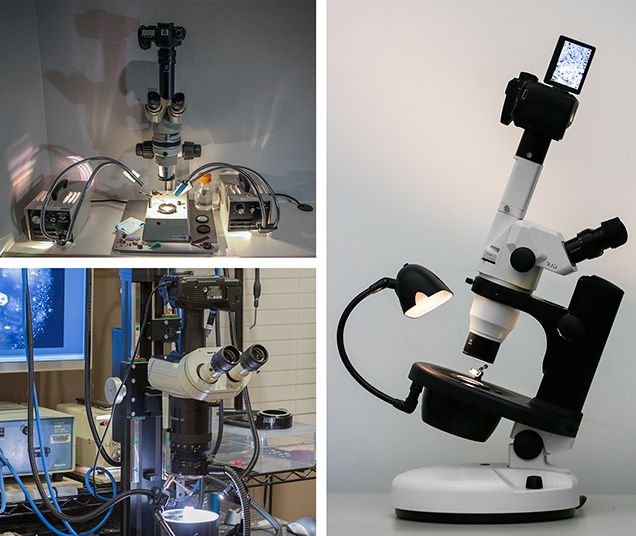 The Gemological Microscope: The Tool for Diamond Analysis and Gemstone Identification